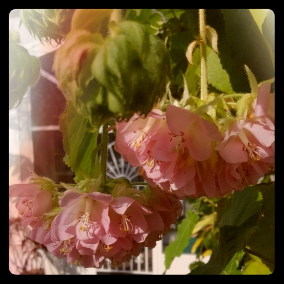 Meet your Posher, Chantel - Picture 1 of 2